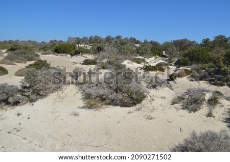 Small sand dunes and vegetation of Chrissi island, Greece
