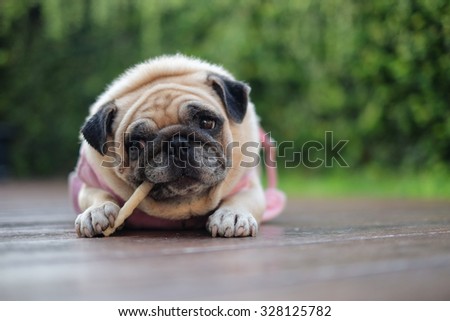 Pug eating dog snack .