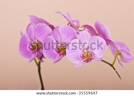 Beautiful orchid, perfect flower