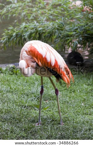 Alone flamingo in nature cleaning