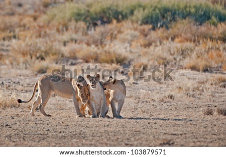Lioness and 2 cubs