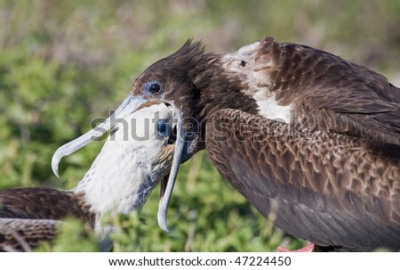a frigate bird feeds her juvenile chicken, bartolomew island galapagos