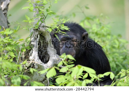 Portrait of chimpanzee in a zoo.