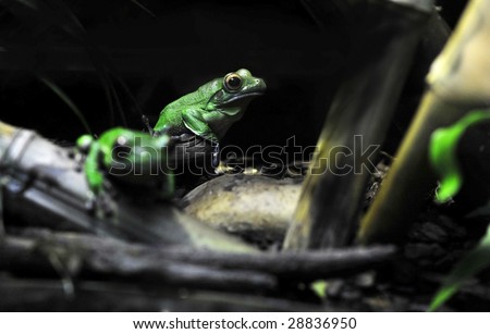 Full view of New Guinea Tree Frog in reptile house, black background. Picture taken in Rome\'s Bioparco