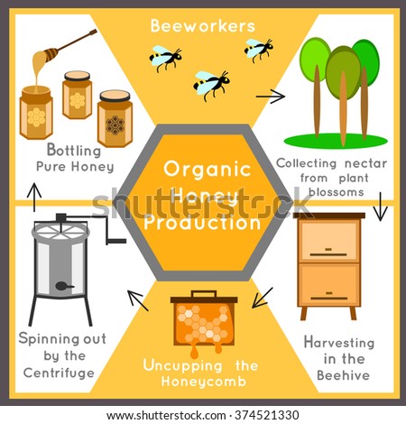 Presentation Infogrphics Template Page Of Banner Production Honey ...