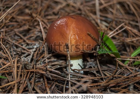 Mushroom between dry pine needles
