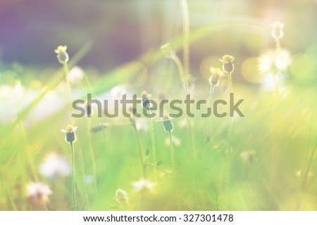 Small flower in vintage fill photo, Tridax daisy flower on blurred background