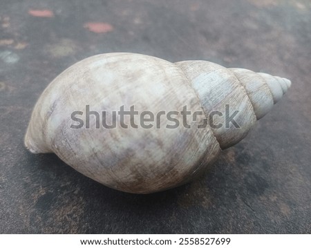 Similar – Image, Stock Photo Snail house pattern.