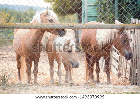 Similar – Image, Stock Photo Three ponies with straw in the head