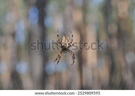 Similar – Foto Bild Spinne inmitten eines Spinnennetzes im Wald an einem bedeckten Tag