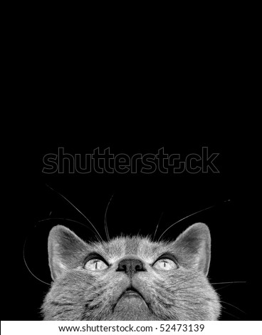 Chartreux cat looking upwards. Black and white