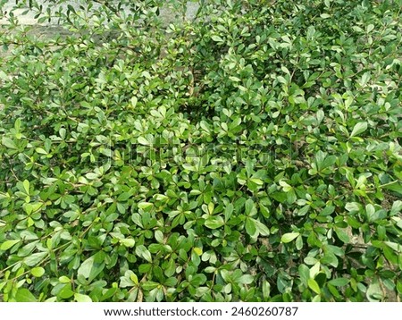 Similar – Image, Stock Photo Green hedge with blue sky and trees on the background, closeup of a hedge home garden in the summer nature