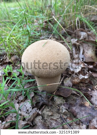 A new-born mushroom dome faces off the uncertain world beyond with a fascinating texture of tiny, rough spikes resembling that of a cat\'s tongue