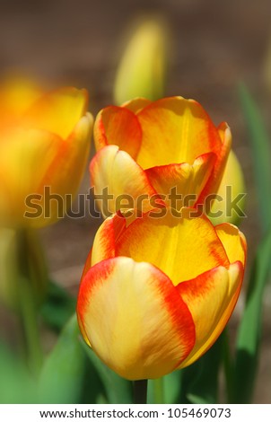 Tulips in spring in Montreal's botanical garden. Quebec, Canada