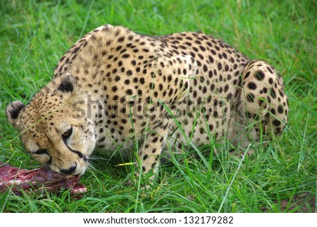Cheetah wild cat eating raw meat on green grass