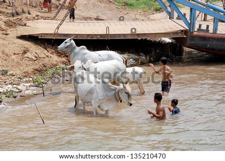 TONLE SAP RIVER CAMBODIA MARCH 27; Unidentified people wash their cows in the Tonle sap River is a combined lake and river system of major importance to Cambodia on March 27 2013 in Cambodia.