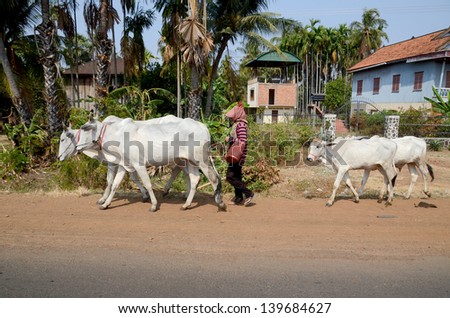 KAMPONG THUM CAMBODIA MARCH 26: Woman walk with her cows on the road on march 26 2013 in Kampong Thum Cambodia. Rice farming is very labor intensive, and requires cows for plowing the fields.