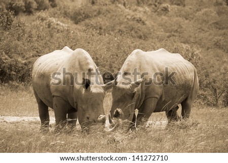 The white rhinoceros or square-lipped rhinoceros is the largest and most numerous species of rhinoceros that exists. It has a wide mouth used for grazing and is the most social of all rhino species.