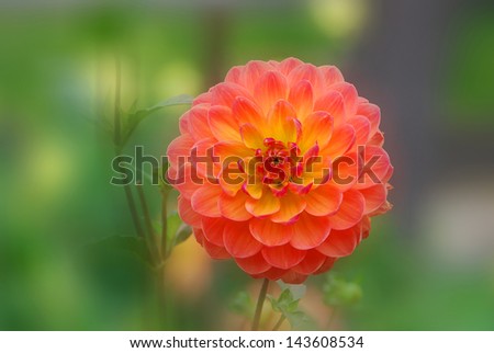 Red and Yellow Dahlia: Dahlia is a genus of bushy, tuberous, herbaceous perennial plants native mainly in Mexico. Related species include the sunflower, daisy, chrysanthemum and zinnia
