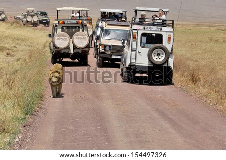NGORONGORO TANZANIA - OCTOBER 22: Picture of some tourists in a car looking a lion during a typical day of a safari on October 22, 2010 in Ngorongoro crater Tamzania