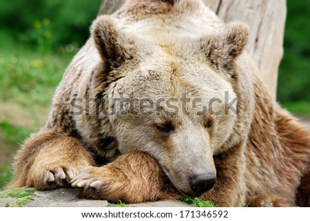 The grizzly bear also known as the silvertip bear, the grizzly, or the North American brown bear, is a subspecies of brown bear that generally lives in the uplands of western North America.