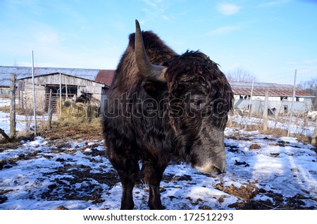 The yak is a long-haired bovid found throughout the Himalayan region of south Central Asia, the Tibetan Plateau and as far north as Mongolia and Russia.