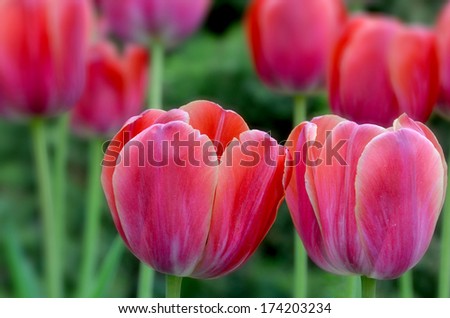 Pink/red tulips. The tulip is a perennial, bulbous plant with showy flowers in the genus Tulipa, of which up to 109 species.