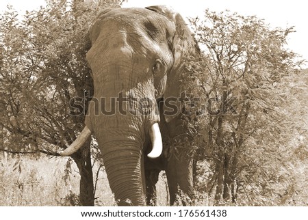 Kruger park South Africa: African elephants are the elephants of the genus Loxodonta, consisting of two extant species: the African bush elephant and the smaller African forest elephant.