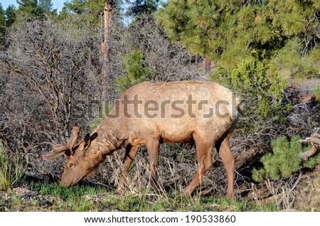North American bull Elk grazing on the fresh green grass in late spring, at the Grand Canyon National Park, Arizona, USA