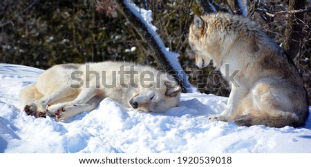 Similar – Image, Stock Photo loner Love of animals