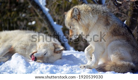Similar – Image, Stock Photo loner Love of animals