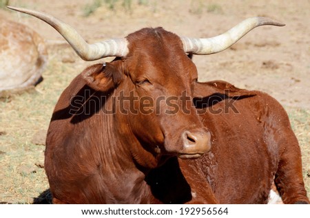 The Texas Longhorn is a breed of cattle known for its characteristic horns, which can extend to 7 ft (2.1 m)[1] tip to tip for steers and exceptional cows.