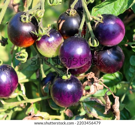 'Brad's atomic grape' is a Tomato variety in the Solanum genus with a scientific name of Solanum lycopersicum. 'Brad's atomic grape' is considered a heirloom cultivar. Imagine de stoc © 