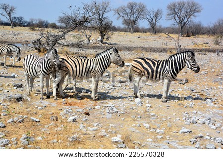 Zebras are several species of African equids (horse family) united by their distinctive black and white stripes. (Etosha National Park) Namibia Africa