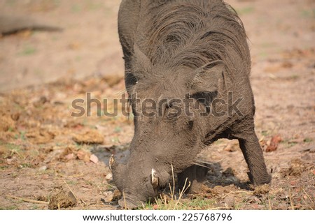 Warthog or Common Warthog (Phacochoerus africanus) is a wild member of the pig family that lives in grassland, savanna, and woodland in Sub-Saharan Africa