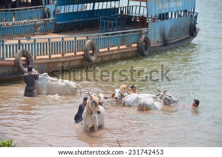 TONLE SAP RIVER CAMBODIA MARCH 27; Unidentified people wash their cows in the Tonle sap River is a combined lake and river system of major importance to Cambodia on March 27 2013 in Cambodia.