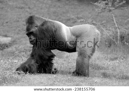 Gorilla constitute the eponymous genus Gorilla,the largest extant genus of primate by physical size.They are ground-dwelling, predominantly herbivorous apes that inhabit the forests of central Africa.