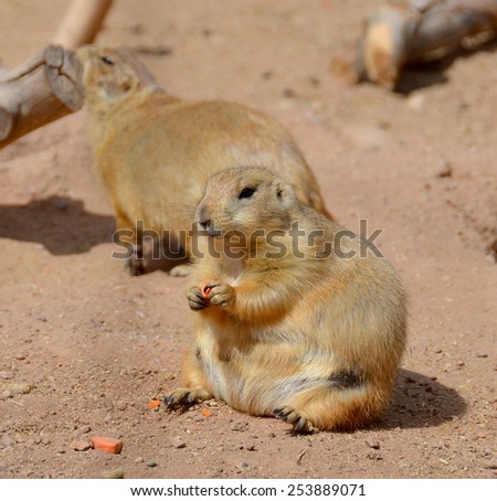 Prairie dogs are burrowing rodents native to the grasslands of North America. The five different species of prairie dogs are: black-tailed, white-tailed, Gunnison\'s, Utah, and Mexican prairie dogs