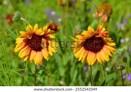 Similar – Image, Stock Photo Gaillardia is a genus of North American wildflowers in the sunflower family commonly known as blanketflowers (Cerman Kokardenblumen).  It  made its way to Europe and Australia. This is Gaillardia x grandiflora Burgunder