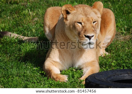 The lion (Panthera leo) is one of the four big cats in the genus Panthera, and a member of the family Felidae.