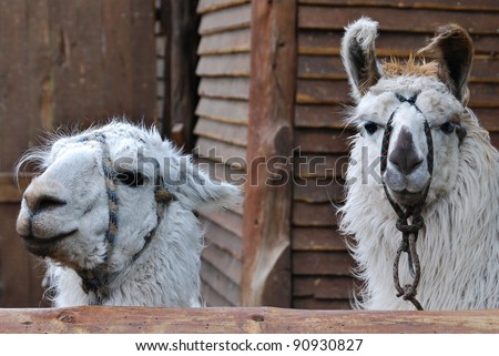 El Chaten Argentina, the llama (Lama glama) is a South American camelid, widely used as a meat and pack animal by Andean cultures since pre-Hispanic times.