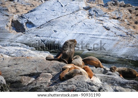Sea lions an cormorants in the Beagle Channel is a strait separating islands of the Tierra del Fuego Archipelago, in extreme southern South America.