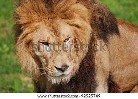 The lion is one of the four big cats in the genus Panthera, and a member of the family Felidae. With some males exceeding 250 kg (550 lb) in weight, it is the second-largest living cat after the tiger