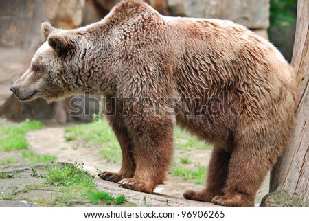 The grizzly bear also known as the silvertip bear, the grizzly, or the North American brown bear, is a subspecies of brown bear that generally lives in the uplands of western North America.