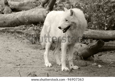 The Arctic Wolf, also called Polar Wolf or White Wolf, is a subspecies of the Gray Wolf, a mammal of the family Canidae. Arctic Wolves inhabit the Canadian Arctic, Alaska and  Greenland.