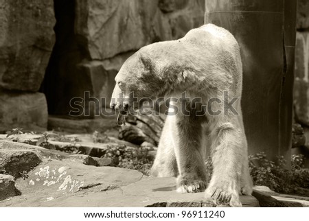 The polar bear (Ursus maritimus) is a bear native largely within the Arctic Circle encompassing the Arctic Ocean, its surrounding seas and surrounding land masses.