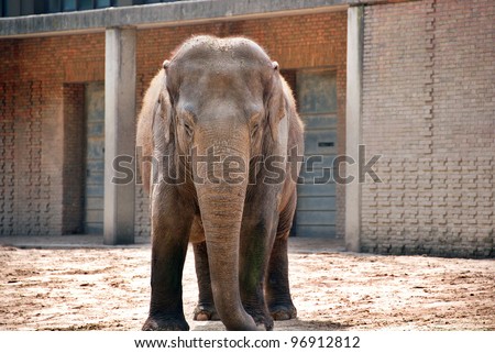 The Asian or Asiatic elephant (Elephas maximus) is the only living species of the genus Elephas and distributed in Southeast Asia.Asian elephants are the largest living land animals in Asia.