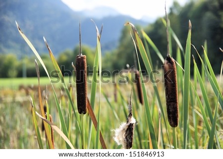 A few blades of grass reed, which is already partially faded.
