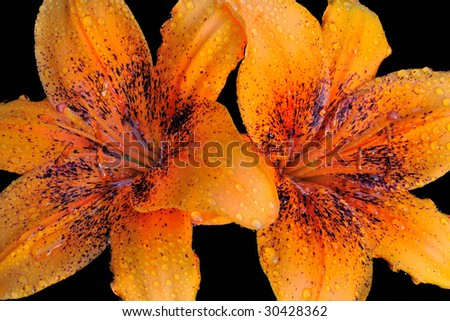 Asiatic Lily (Lilium ) - Liliaceae on black background