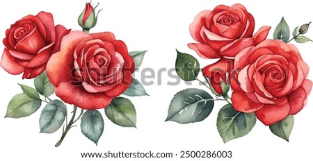 Watercolor red roses bouquet illustration. Hand draw rose flower